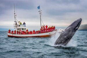 Icelandic Western Fjords Exploration 2025